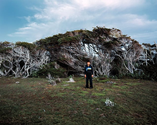 Against a Wall of Windswept Woods