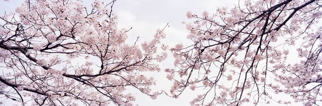 From the series Okurimono © Christian Houge