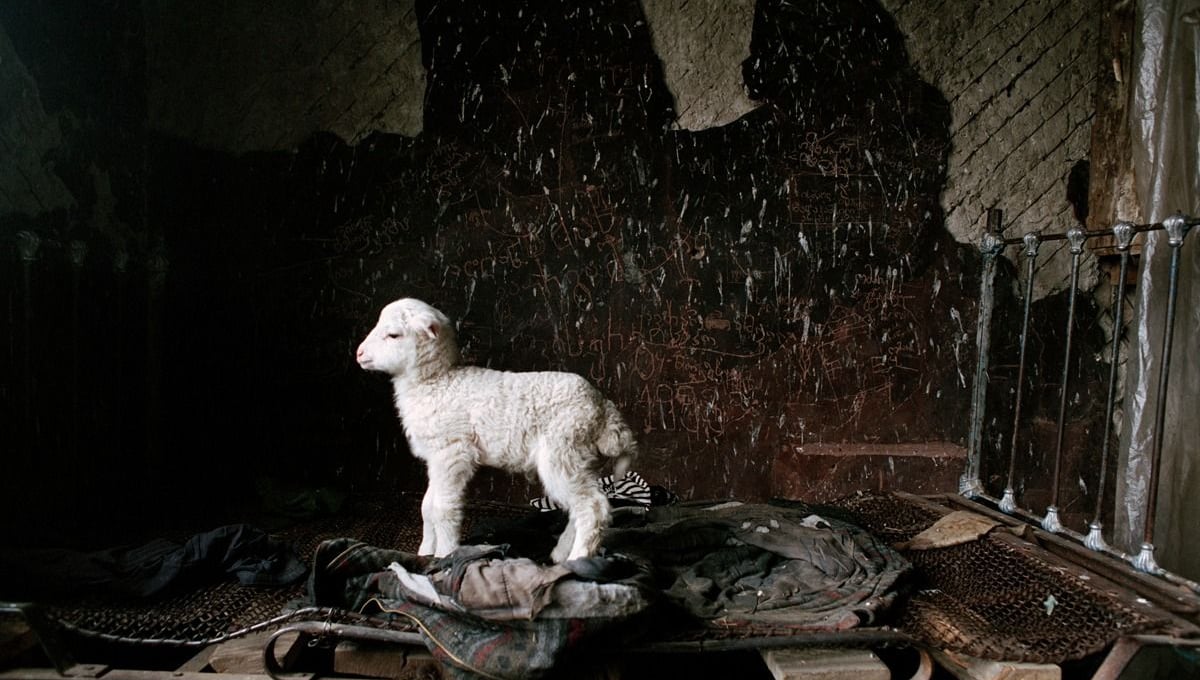 Newborn © Dmitry Gomberg