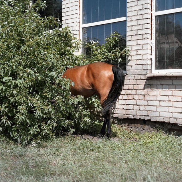 Horse, Baltoji Vokė, Vilnius district.