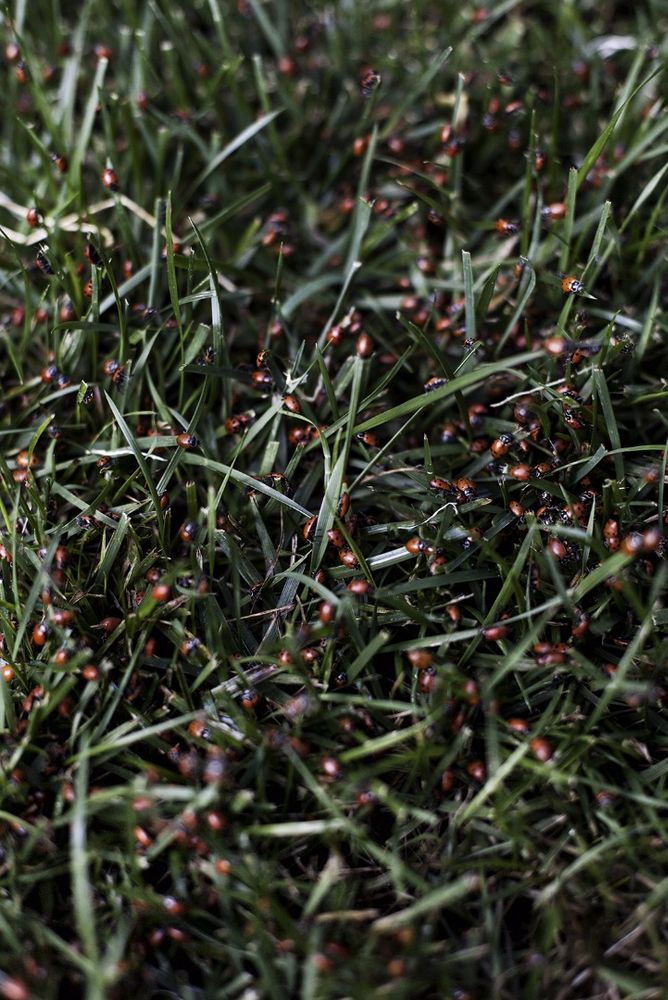 Under 35: Selected by Ivorypress