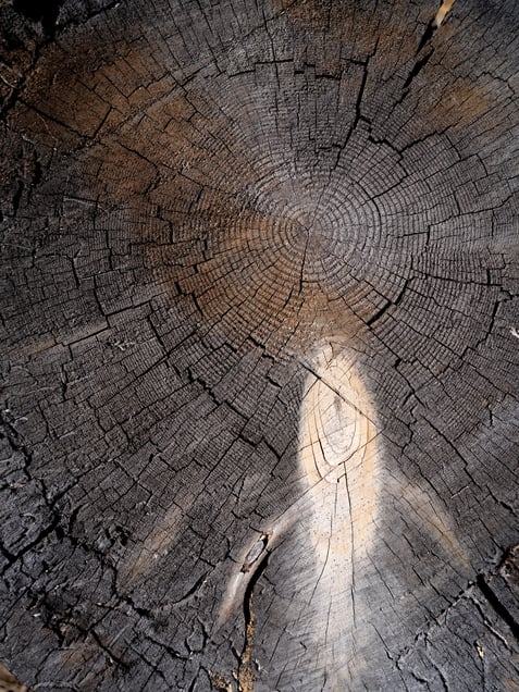 Fremont Forest, Oregon