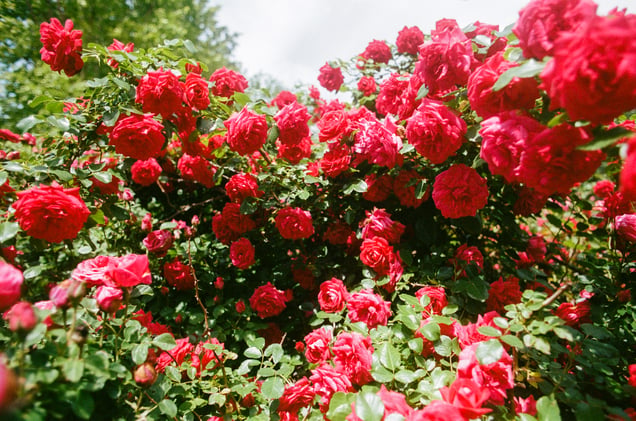 Emily's Roses, 2025.