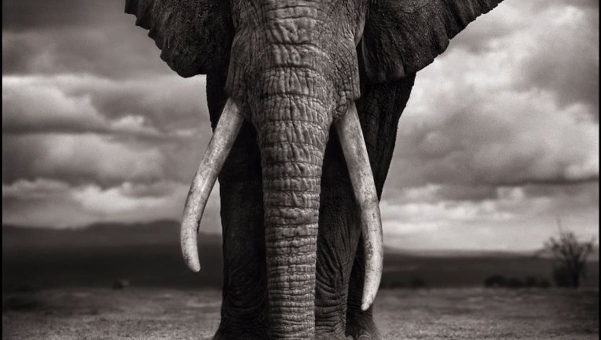 Elephant Drinking, Amboseli, 2007. Showing at Atlas Gallery. Courtesy of Photo London.