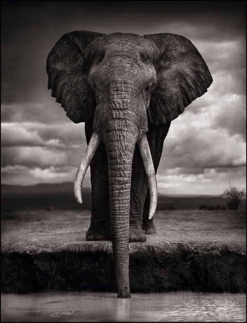Elephant Drinking, Amboseli, 2007. Showing at Atlas Gallery. Courtesy of Photo London.