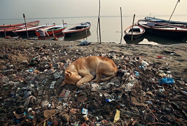 Varanasi, India:  The dog feels safe and content on top of a pile of warm rubbish alongside the river Ganges. © Matjaz Krivic