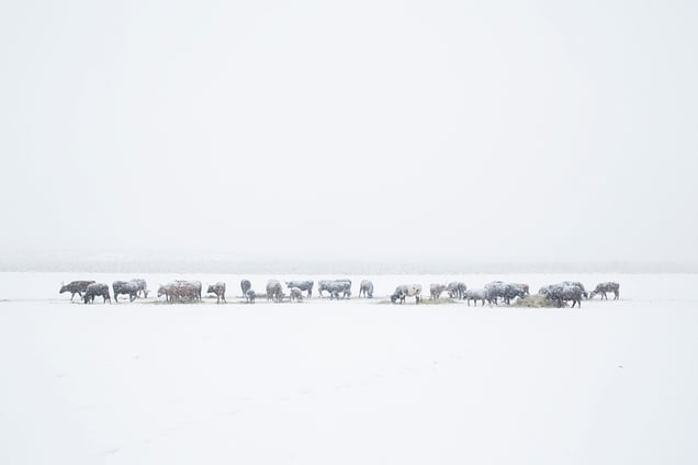 The first calves are being born. O'Toole Ranch, Nevada 2016