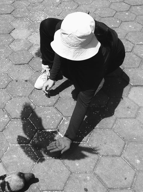 Bird shadow