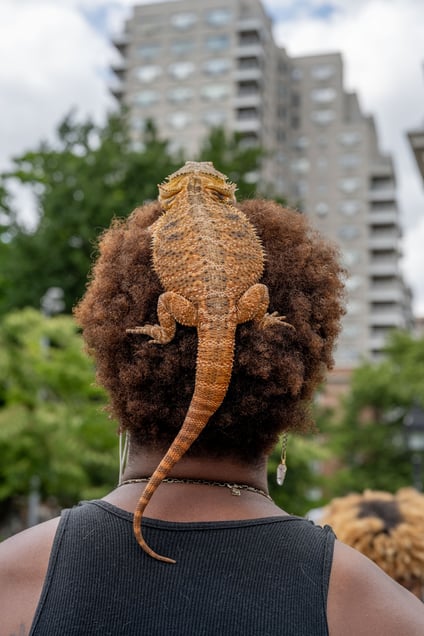 Lamar & Madame, New York City 2024