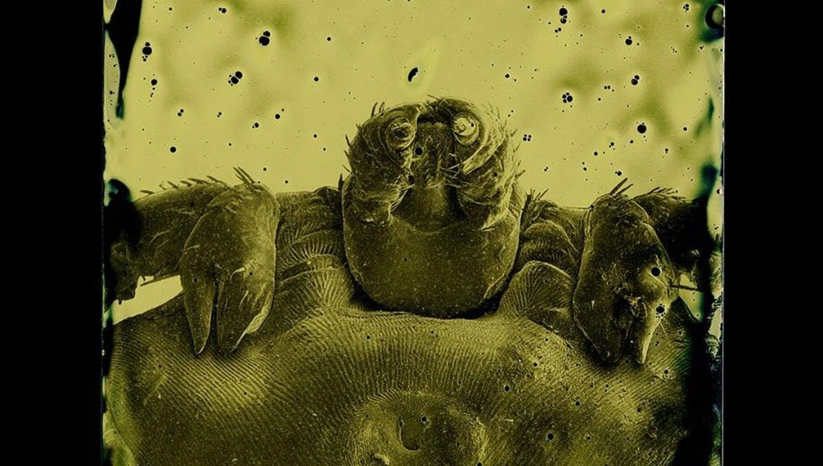 Dermacentor andersoni © Marcus DeSieno