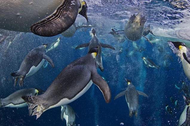 1st Prize Nature Stories © Paul Nicklen, Canada, National Geographic magazine. Emperor Penguins. 18 November 2011, Ross Sea, Antarctica. Even though they have evolved an incredibly advanced bubble physiology (allowing them to outrace predators and leap onto floating ice) the greatest challenge they face is the loss of sea ice that supports their colonies and ecosystem.