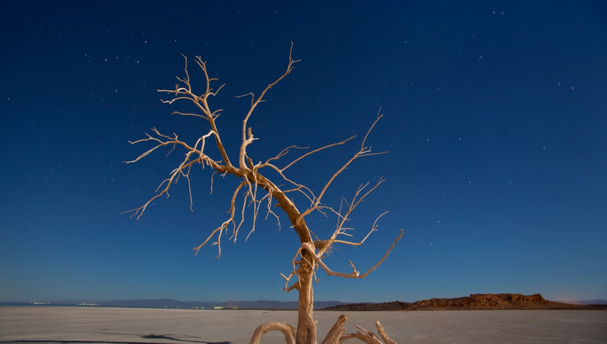A dead oak tree glows under a full moon in a salt pan on the southern end of the Salton Sea near Niland, California, USA. America's Dead Sea: California's Salton Sea Has Become One Of The Worst Environmental Sites in the USA