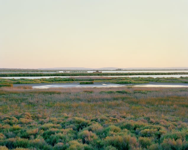 Etang de l’or – Marsillargues – 2022