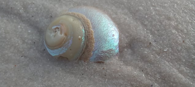 A SOFT PRESENCE