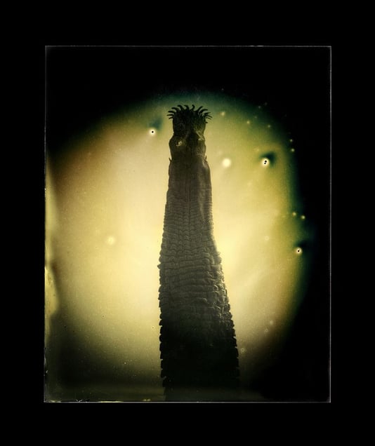 Taenia solium © Marcus DeSieno