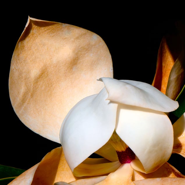 Fading Gracefully