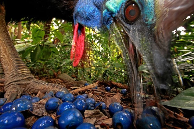 1st Prize Nature Single © Christian Ziegler, Germany. Southern Cassowary, Australia. 16 November 2012, Black Mountain Road, Australia. The endangered Southern Cassowary feeds on the fruit of the Blue Quandang tree. Cassowaries are a keystone species in northern Australian rainforests because of their ability to carry so many big seeds such long distances.