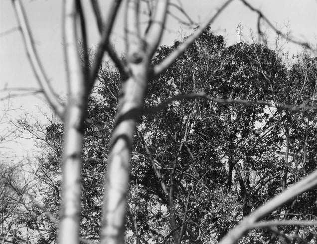 'In situ,' south corner photograph (gelatin silver print), 16" x 20", 1982
