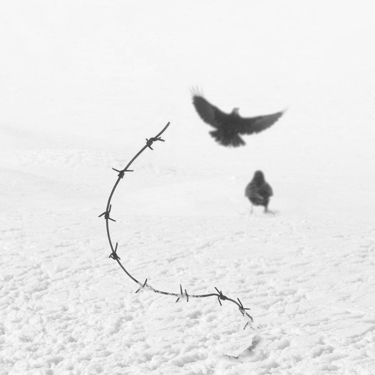 freedom Collection
