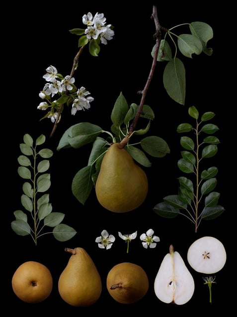 Pyrus communis L. 'Grand Champion'