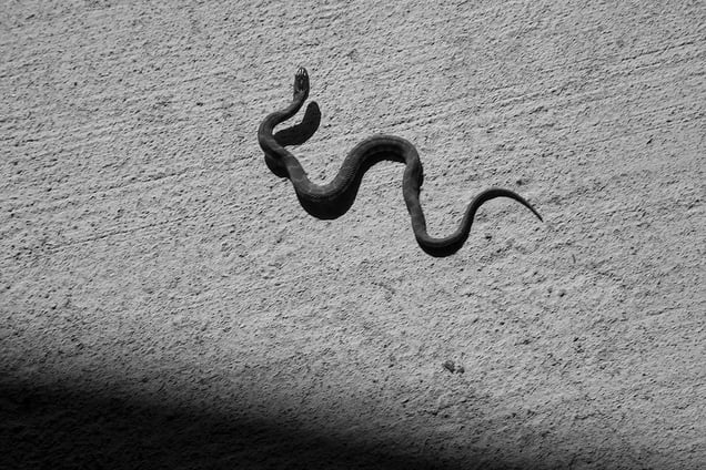 The Shadow knows