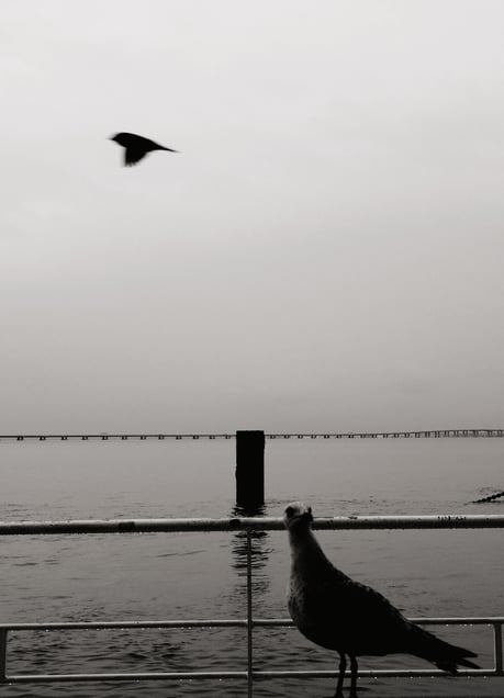 The Horizon
