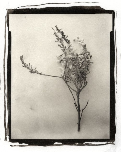 Botanical Specimen with Salt (Branch No. 1) © Claire A. Warden