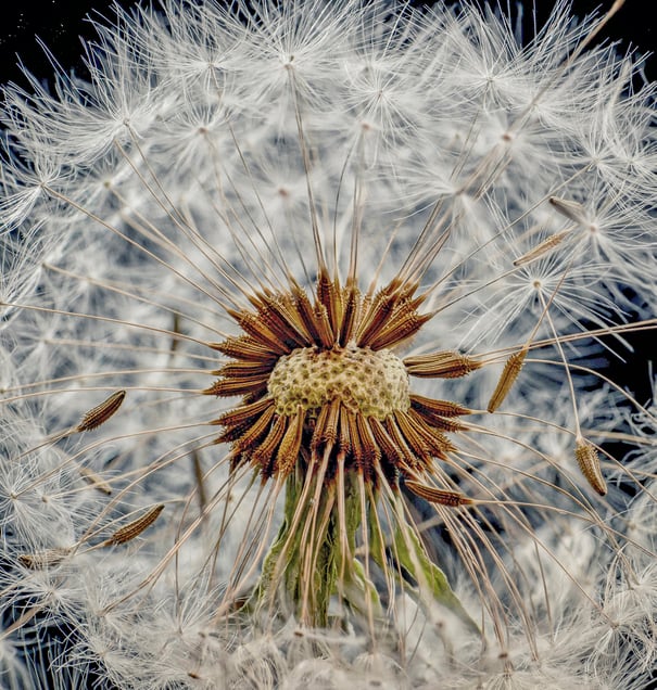 White  Dandelion #2