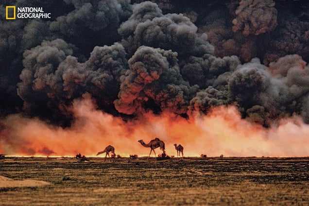 Under the black clouds of burning oil fields during the Gulf War, camels forage desperately for shrubs and water in southern Kuwait. Front-line photographs of regions ravaged by human strife can also illuminate war’s environmental cost. From the October 125th anniversary issue of National Geographic magazine © Steve McCurry/National Geographic
