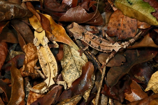 Brookesia decaryi male and female sit in perfect camouflage in the leaf litter of a dry forest in Ankarafantsika National Park, Madagascar, 26 November 2015.