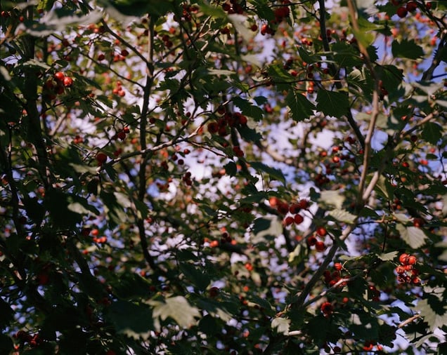 Crategus © Marius Schultz