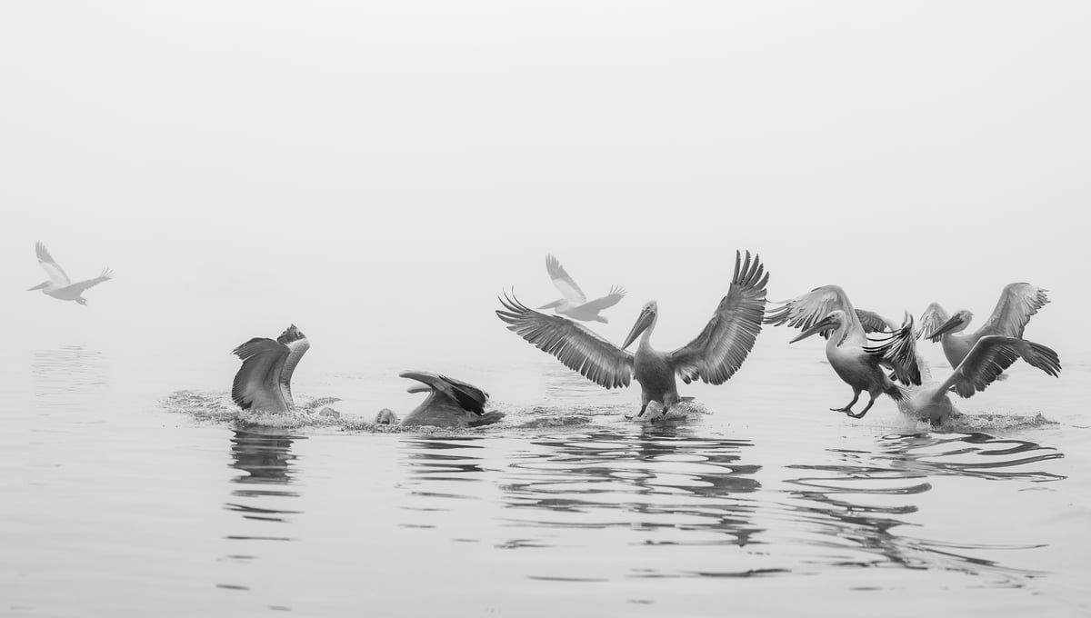 Mist and Motion