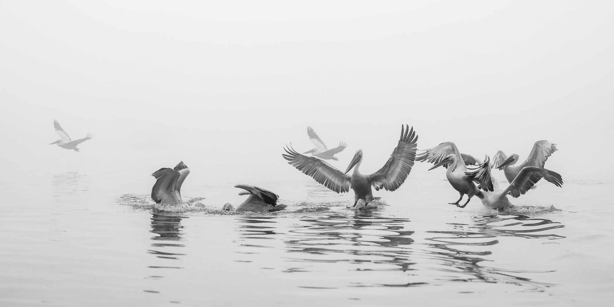 Kingdom of Pelicans