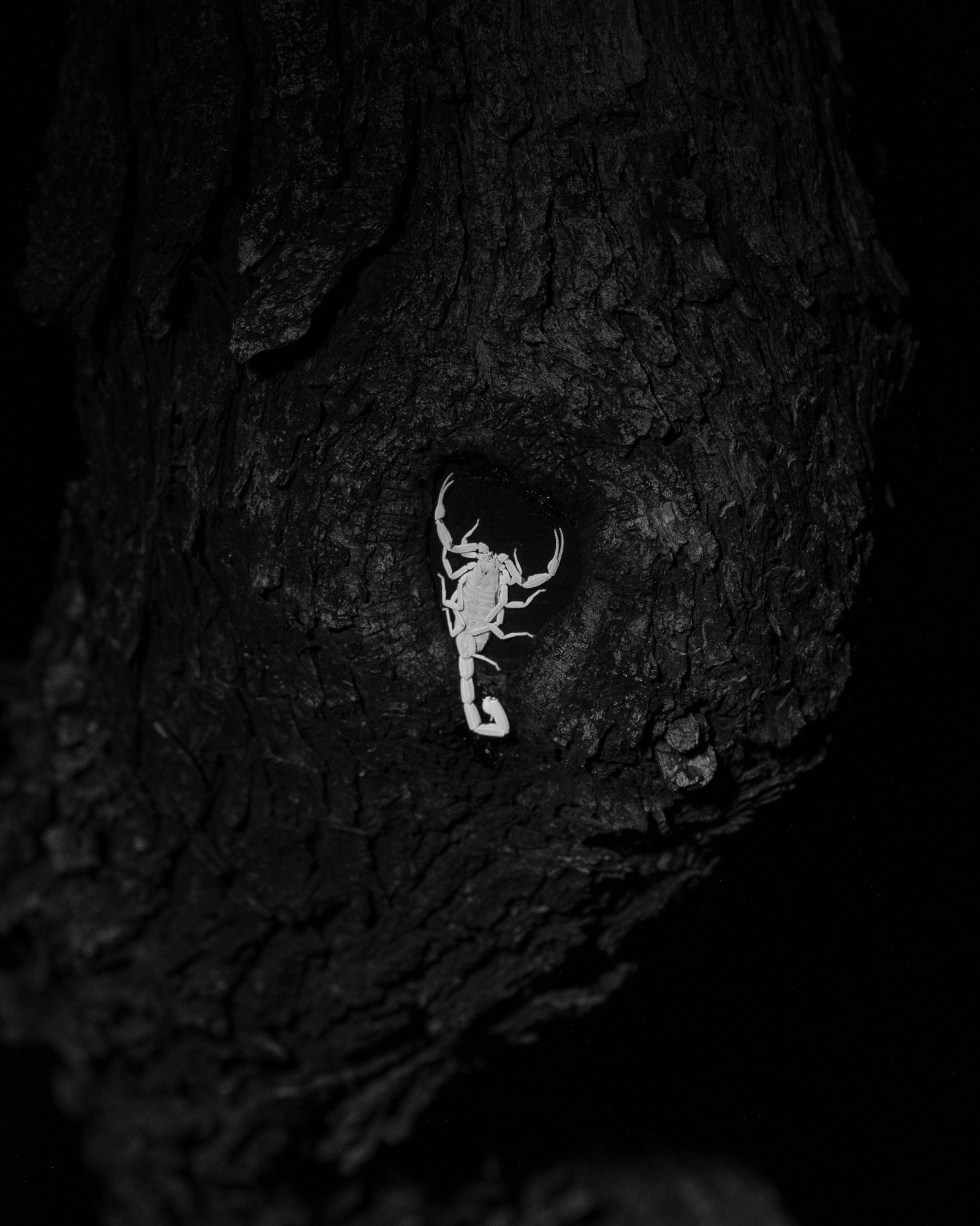 Scorpion Among the Mesquite © Andrea Koesters