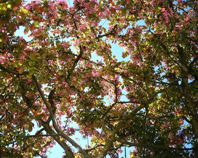 Apple tree© Marius Schultz