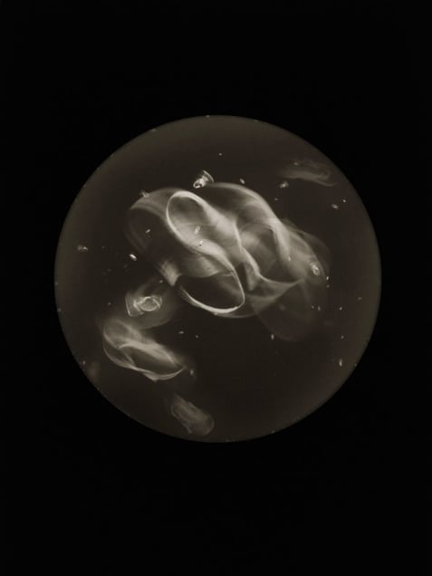 Aureplia Auristrice. Specimen collected from Blackrock shoreline, Cove of Cork, Ireland (Shoe sole)