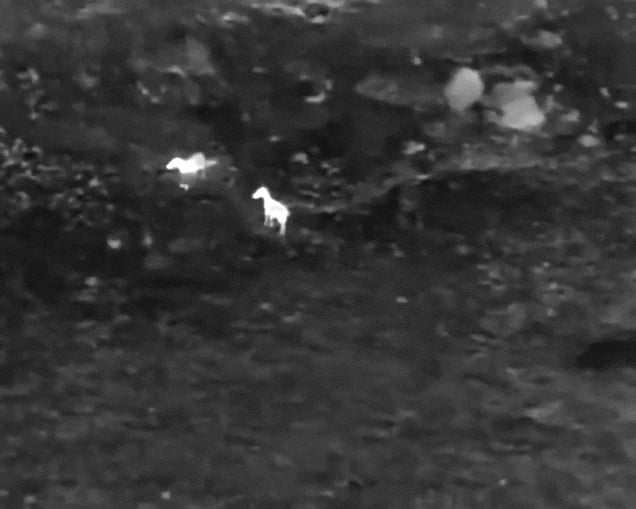 Horses, Afghanistan.