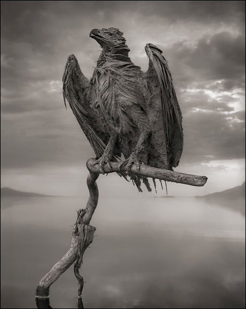 Petrified Fish Eagle © Nick Brandt. Courtesy of Edwynn Houk Gallery, New York