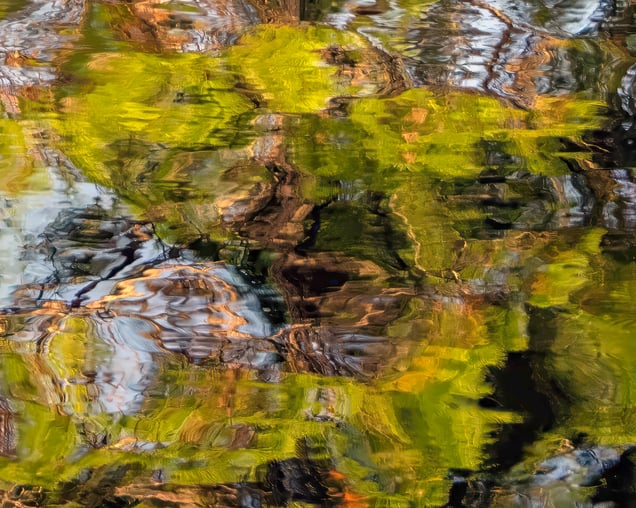 Forest Drift