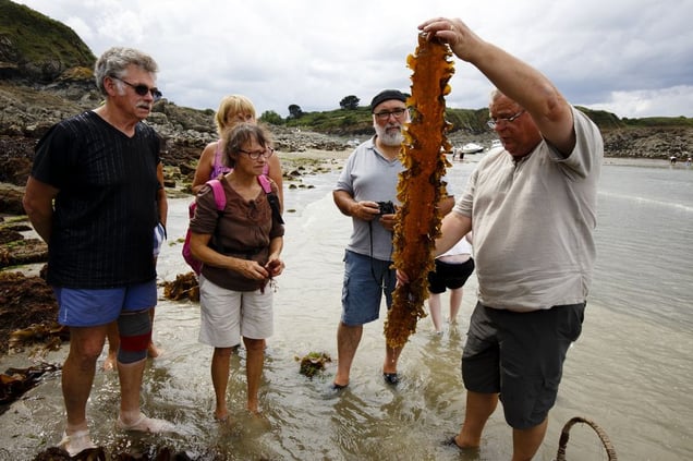 Les algues bretonnes © Emile Luider