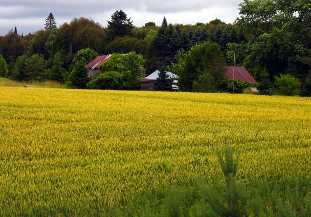 Canola farm