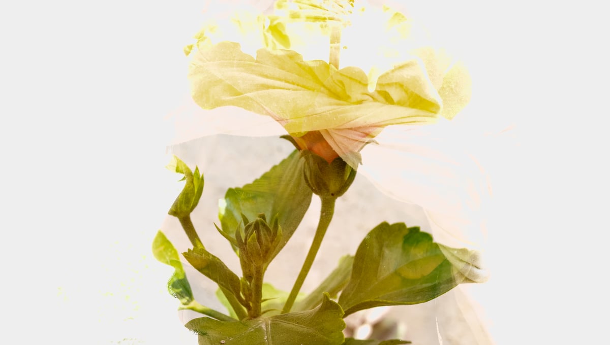 Flowering of the Man