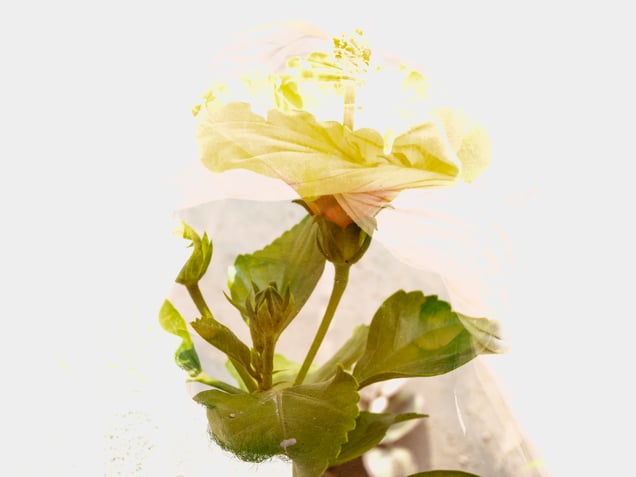 Flowering of the Man