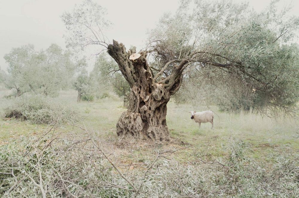 IN LANDSCAPES
