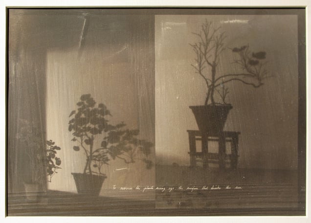 Drinks the sun, 2007/2012. Unique palladium prints on Arches Platine, hand printed and sun exposed. Courtesy of Neha Choksi and Project 88, Mumbai.