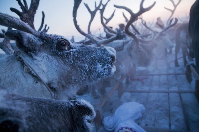 Anabarskiy ulus. December, 2007 © Evgenia Arbugaeva