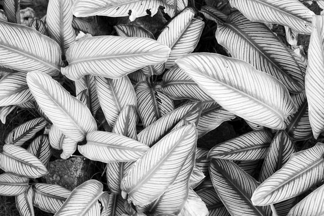 Flourishing under the avocado tree