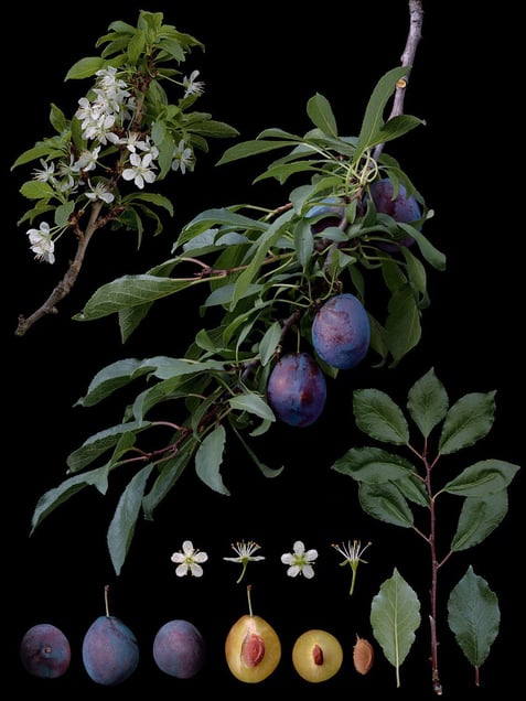 Prunus domestica L. 'Valor'
