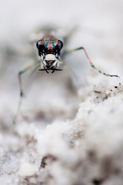 Tiger beetle - Cicindela hybrida © Patrick Lienin