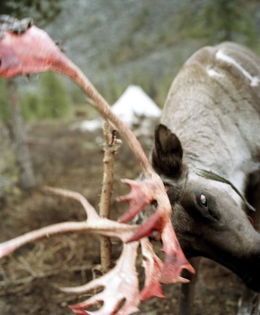 © Jeroen Toirkens, from the book Nomad, published by Lannoo